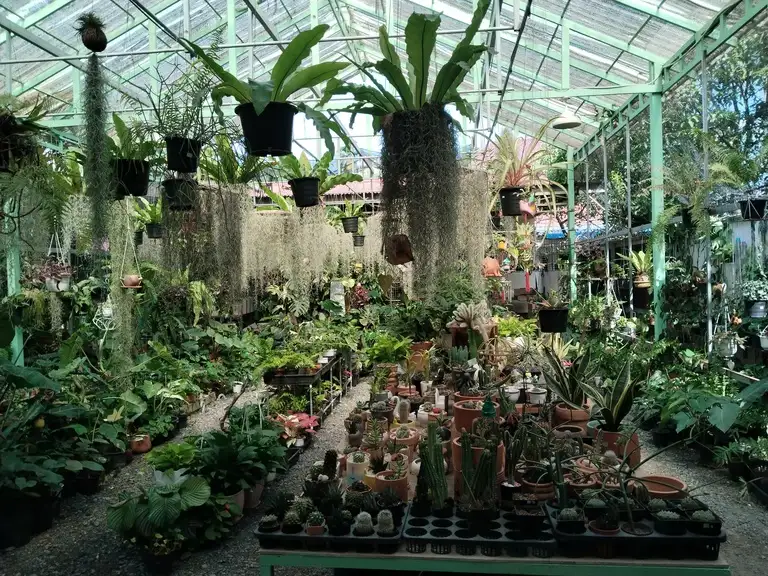The Cacti and Planti plant shop & Café