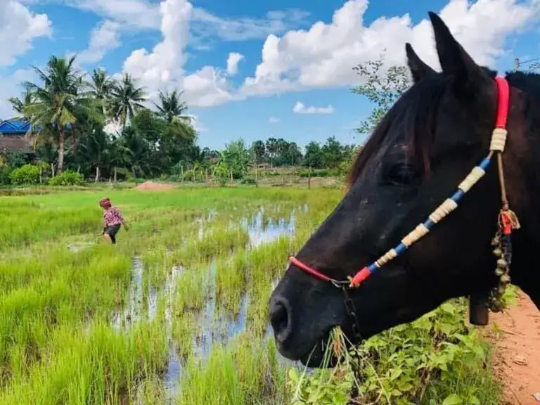 Horse Riding Cambodia
