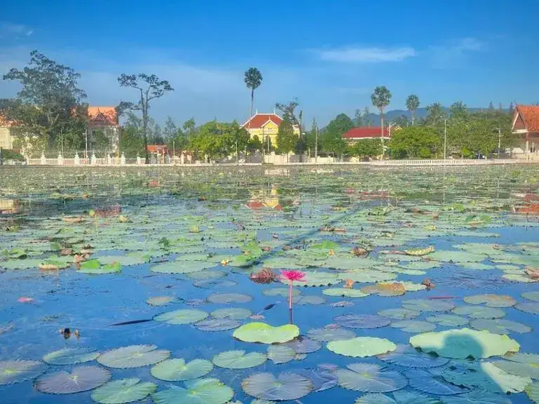 Lotus Pond