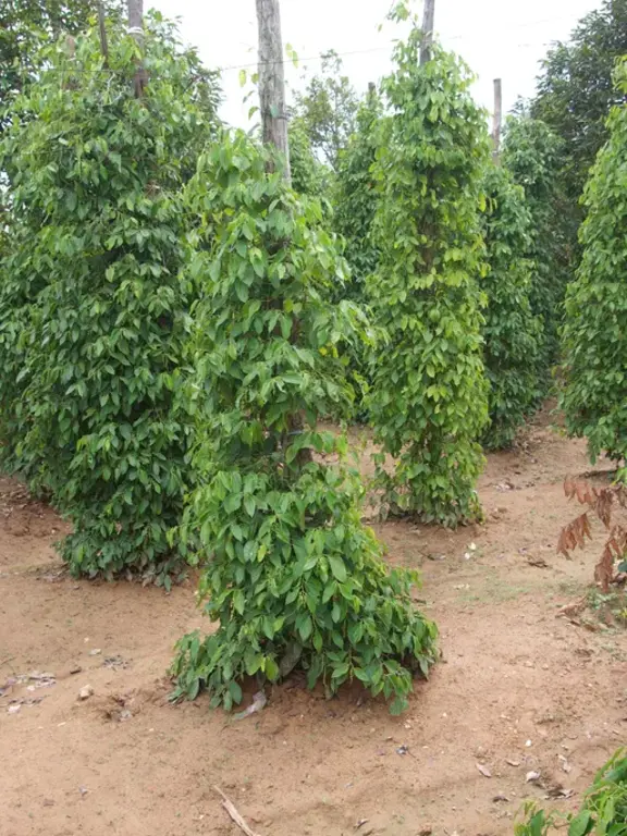 Pepper plants