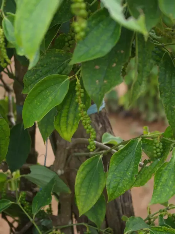Peppercorns