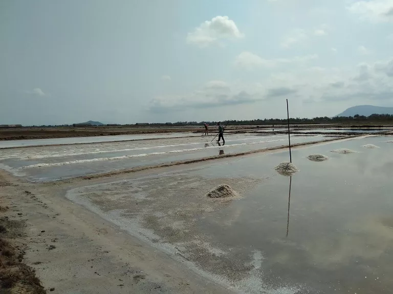 Salt Fields Harvesting Process