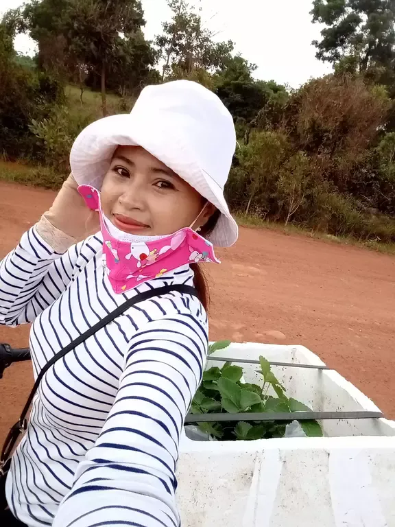 Strawberry plants delivery